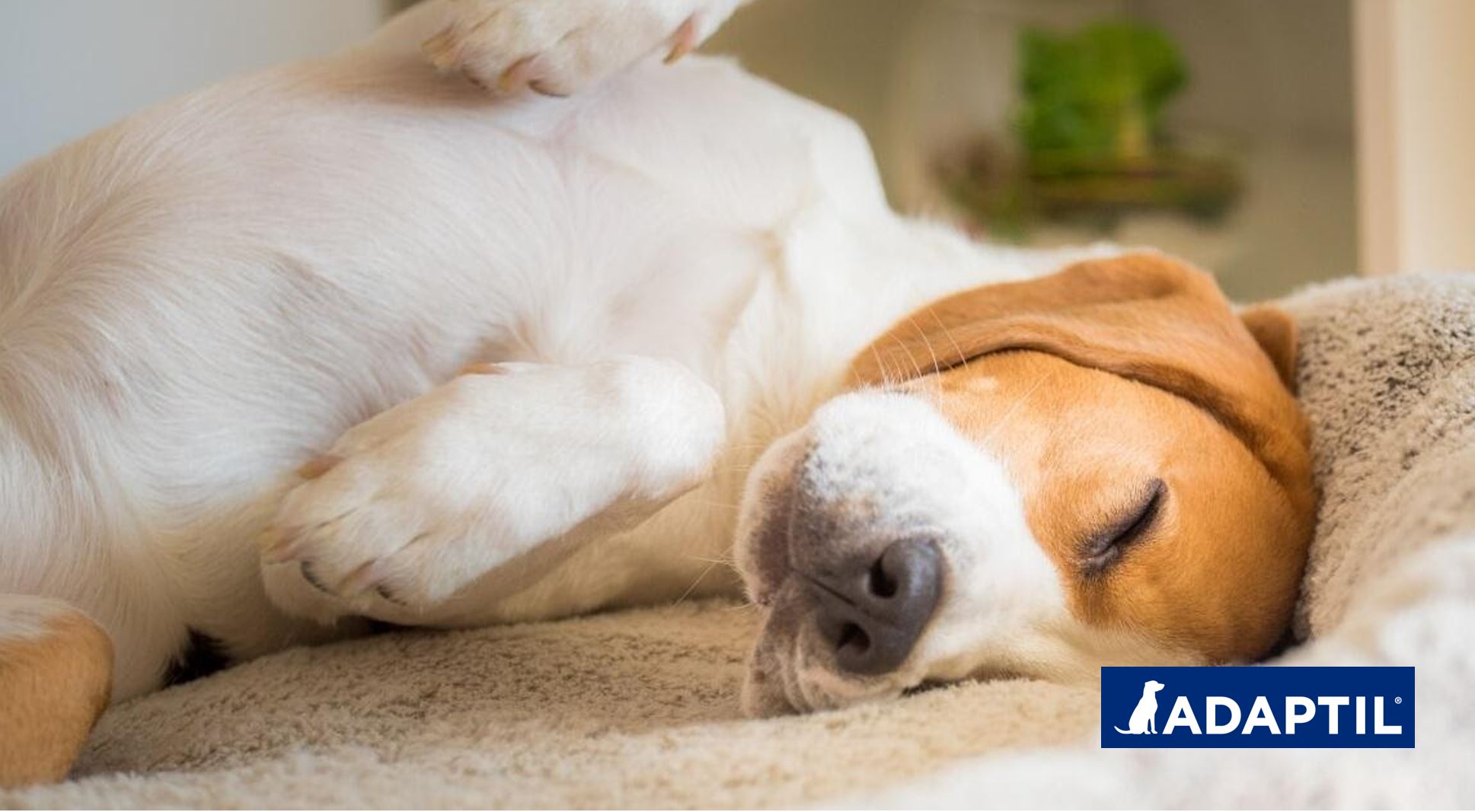 El punto del vista de un perro ¿Por qué mi perro duerme tanto?